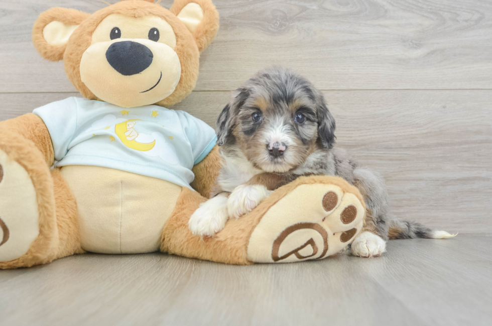 6 week old Mini Bernedoodle Puppy For Sale - Seaside Pups