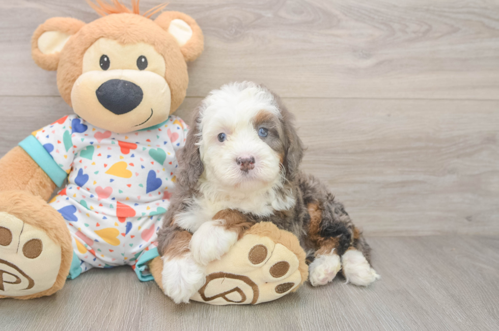 5 week old Mini Bernedoodle Puppy For Sale - Seaside Pups