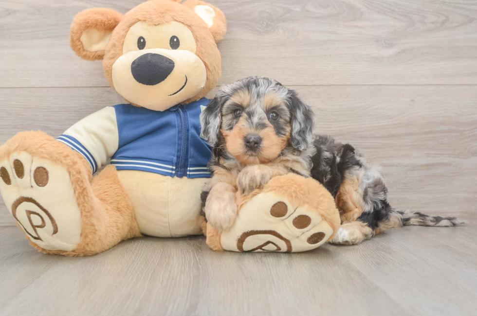 5 week old Mini Bernedoodle Puppy For Sale - Seaside Pups