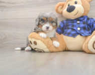 5 week old Mini Bernedoodle Puppy For Sale - Seaside Pups