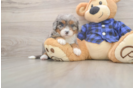 Mini Bernedoodle Puppy for Adoption