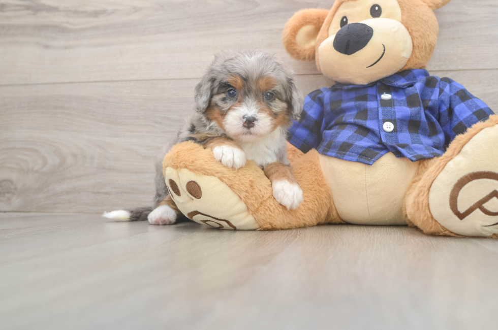 5 week old Mini Bernedoodle Puppy For Sale - Seaside Pups