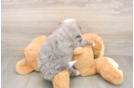 Mini Bernedoodle Puppy for Adoption