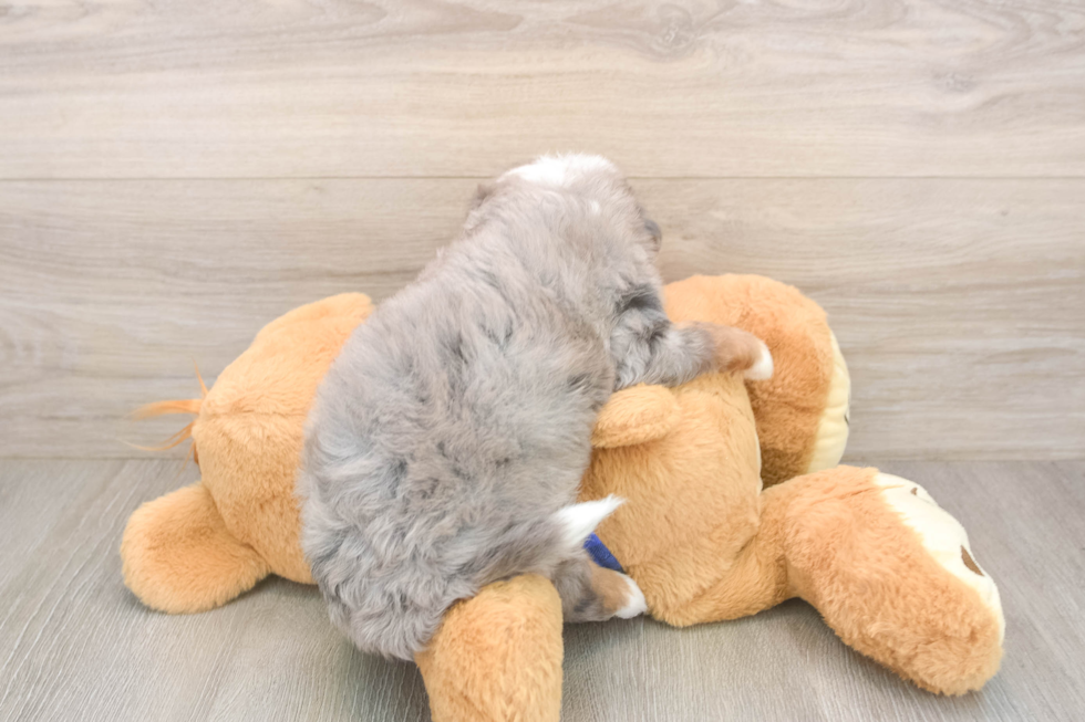 Mini Bernedoodle Puppy for Adoption