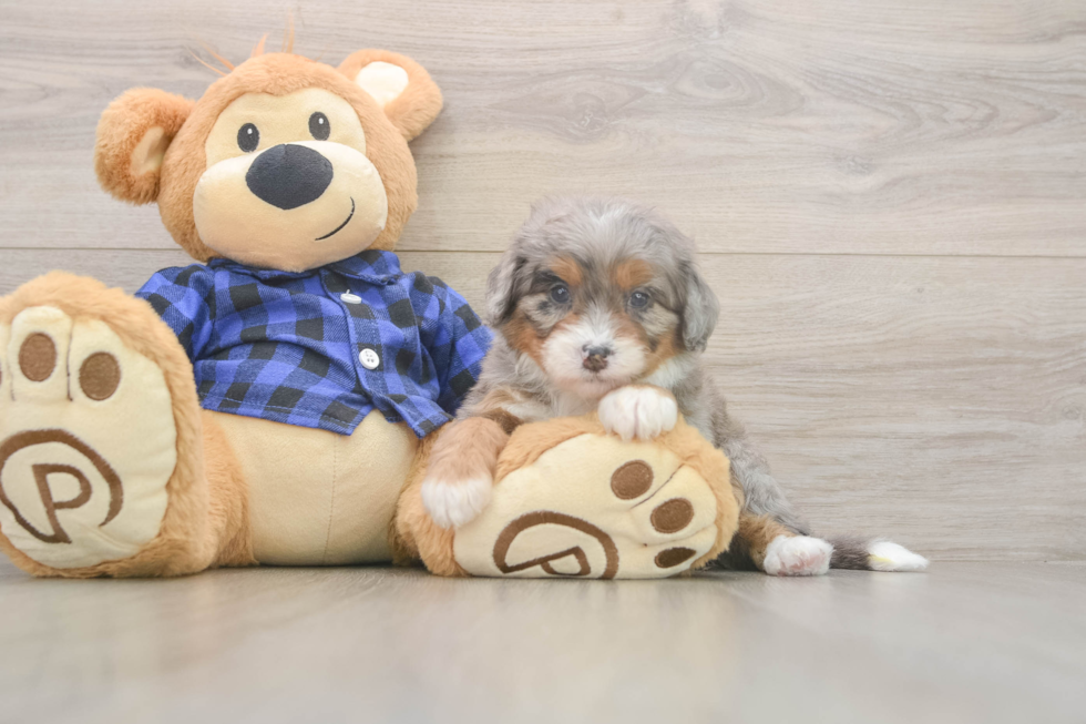 Mini Bernedoodle Pup Being Cute