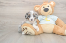 Little Mini Bernepoo Poodle Mix Puppy