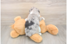 Little Mini Berniedoodle Poodle Mix Puppy