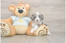 Mini Bernedoodle Pup Being Cute