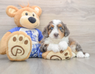 6 week old Mini Bernedoodle Puppy For Sale - Seaside Pups