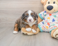 5 week old Mini Bernedoodle Puppy For Sale - Seaside Pups