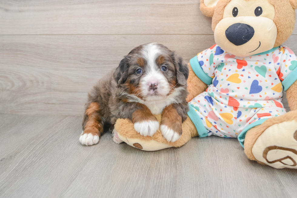 Mini Bernedoodle Puppy for Adoption