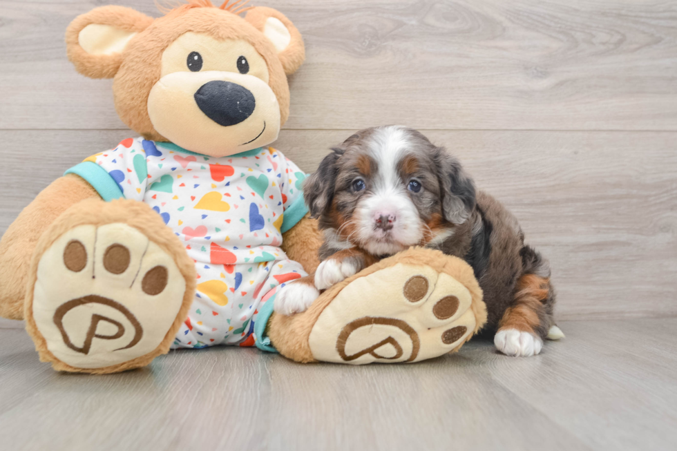 Energetic Mini Bernesedoodle Poodle Mix Puppy