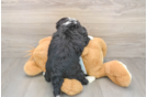 Mini Bernedoodle Pup Being Cute