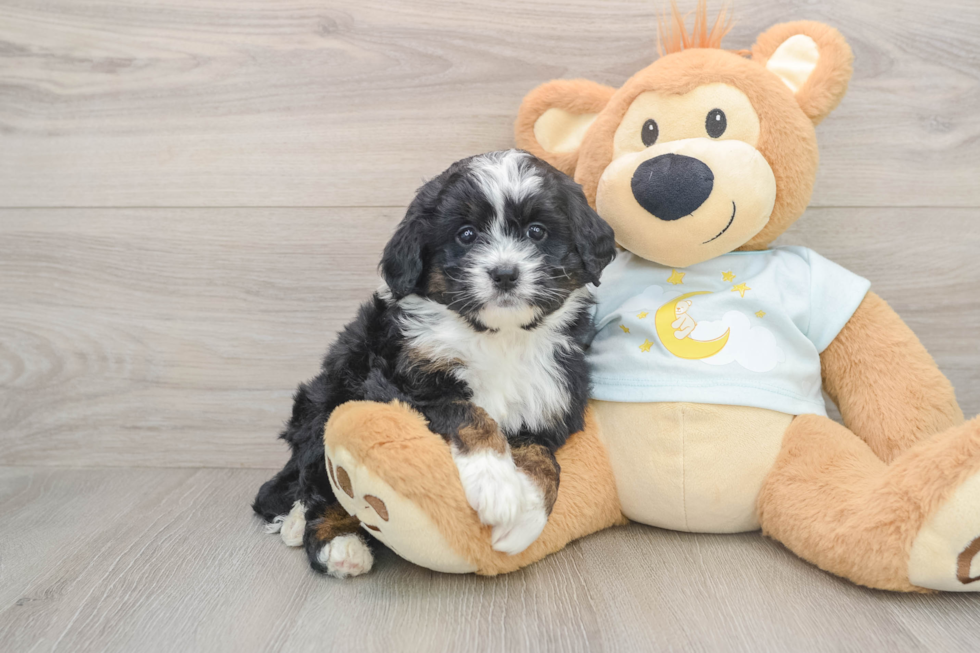 Funny Mini Bernedoodle Poodle Mix Pup