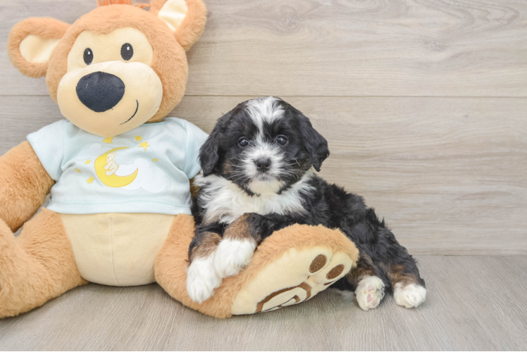 Mini Bernedoodle Puppy for Adoption
