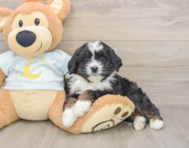 7 week old Mini Bernedoodle Puppy For Sale - Seaside Pups