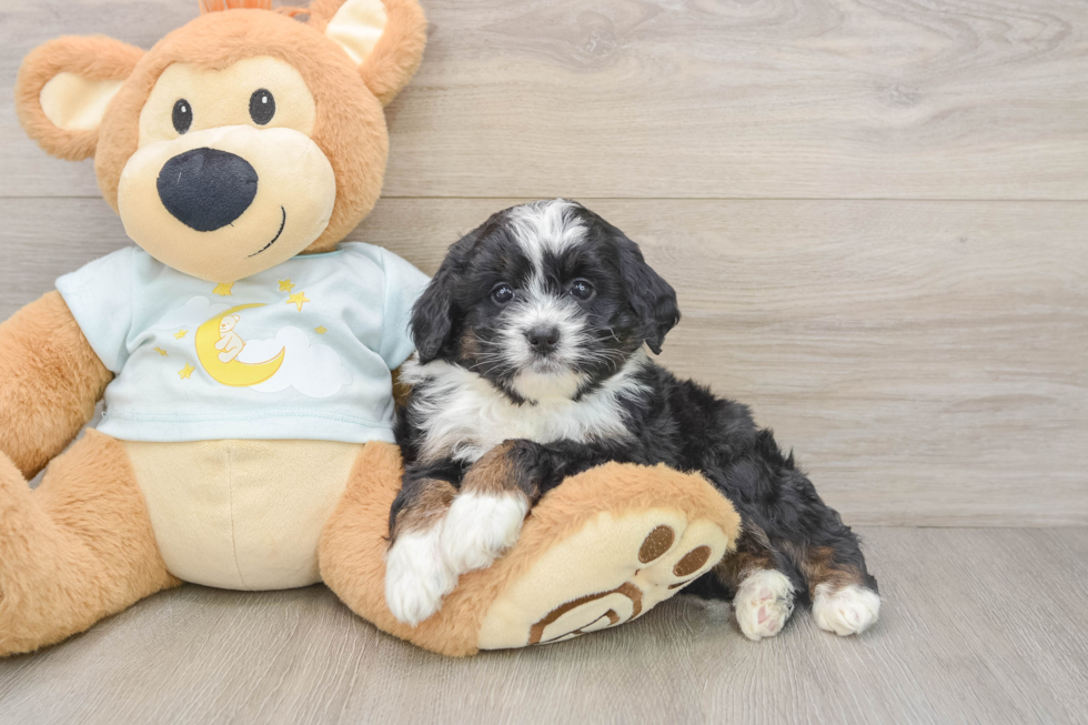Mini Bernedoodle Puppy for Adoption