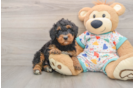 Mini Bernedoodle Puppy for Adoption