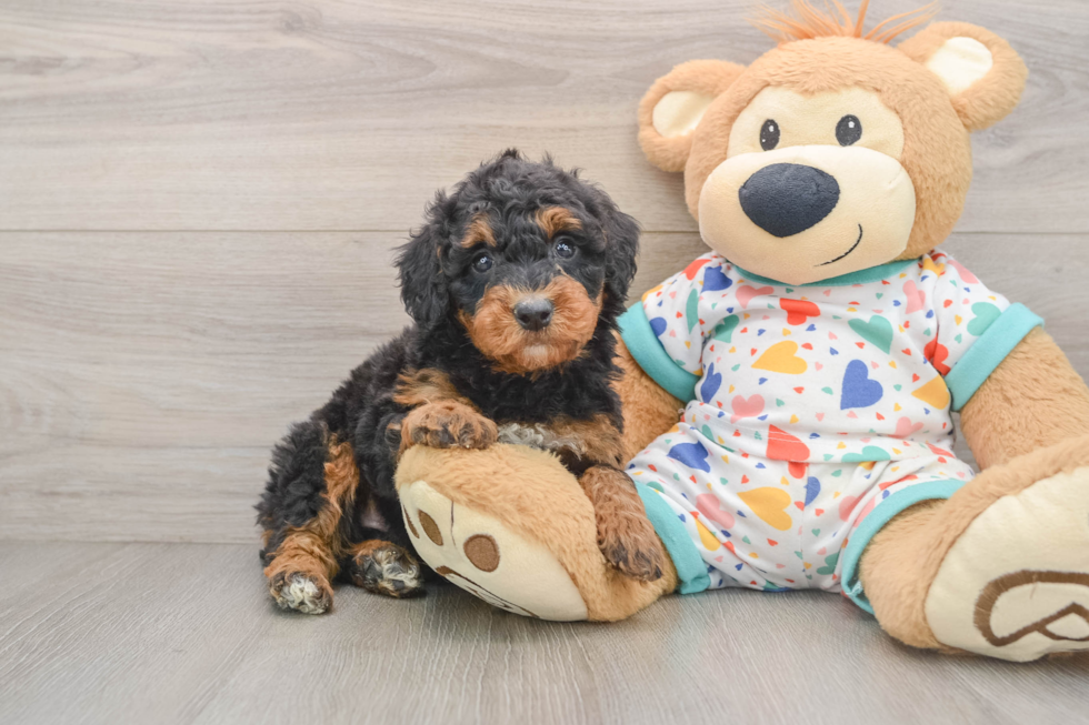 Mini Bernedoodle Puppy for Adoption