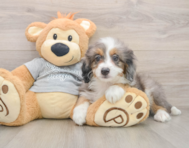 8 week old Mini Bernedoodle Puppy For Sale - Seaside Pups