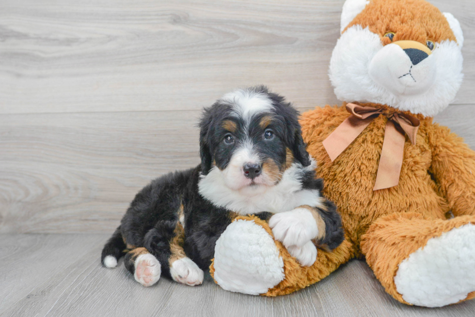 Funny Mini Bernedoodle Poodle Mix Pup