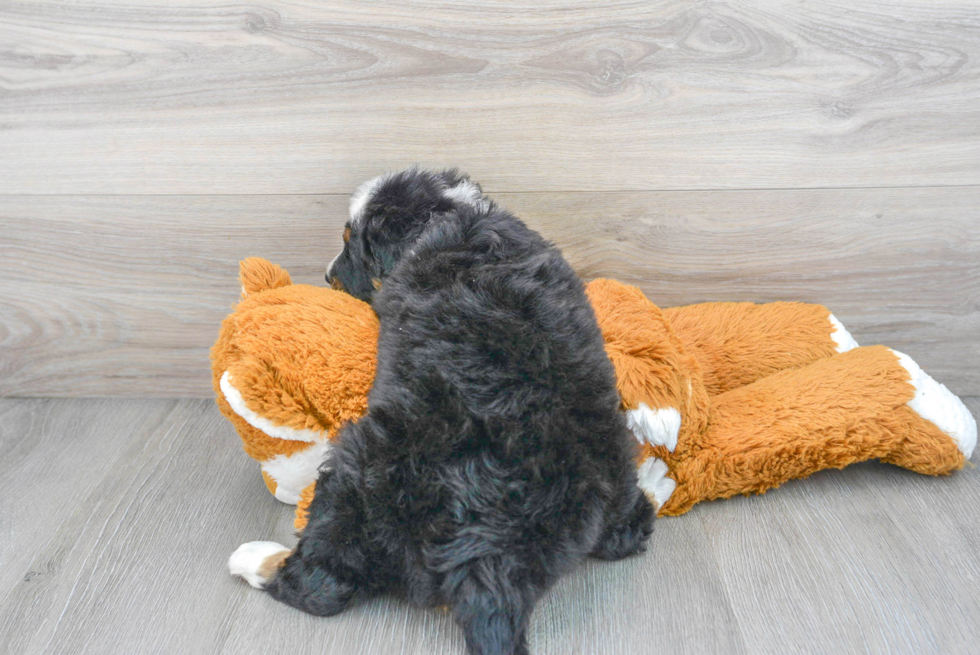 Sweet Mini Bernedoodle Baby