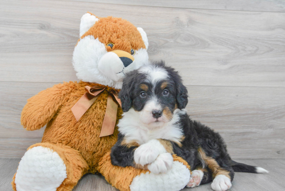 Cute Mini Bernedoodle Baby