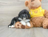 8 week old Mini Bernedoodle Puppy For Sale - Seaside Pups