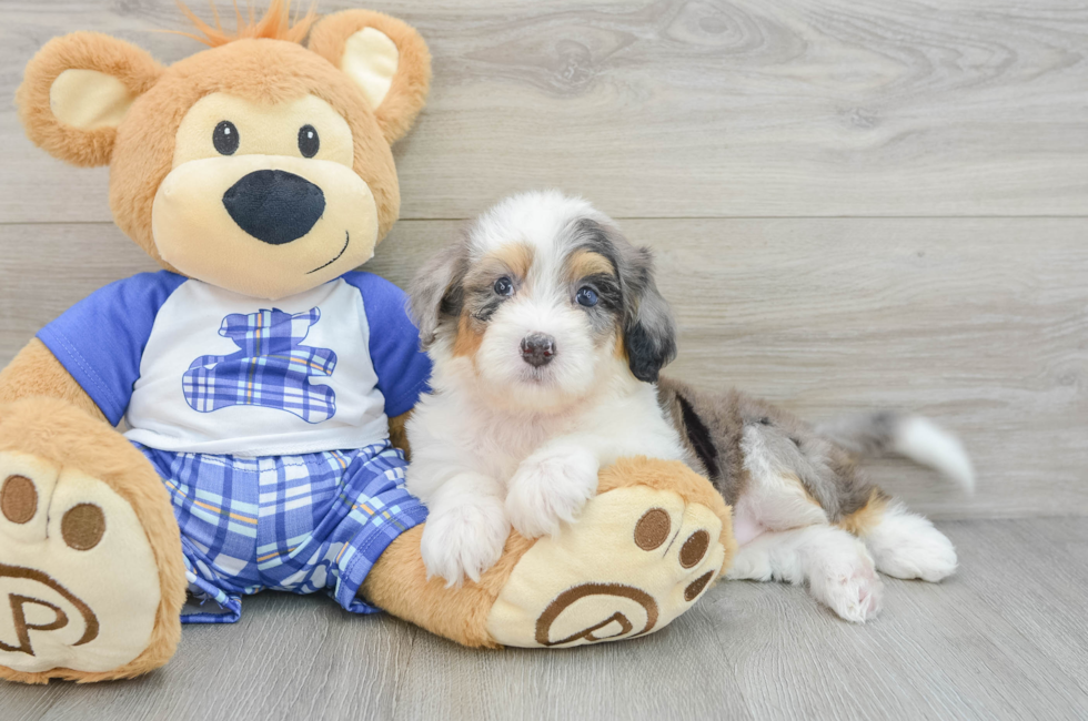 6 week old Mini Bernedoodle Puppy For Sale - Seaside Pups