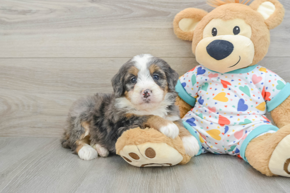 Mini Bernedoodle Pup Being Cute