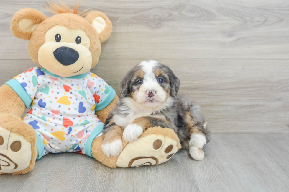 6 week old Mini Bernedoodle Puppy For Sale - Seaside Pups