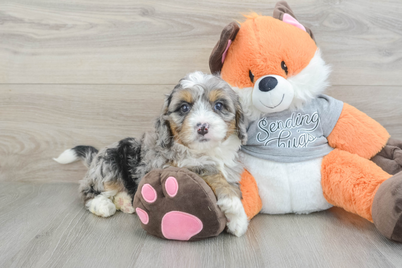 Meet Luciana - our Mini Bernedoodle Puppy Photo 1/3 - Seaside Pups