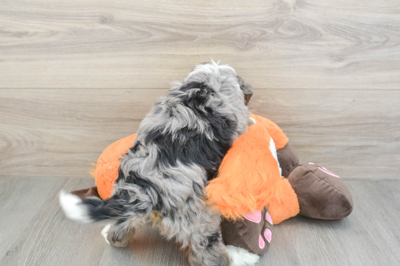 Meet Luciana - our Mini Bernedoodle Puppy Photo 2/3 - Seaside Pups