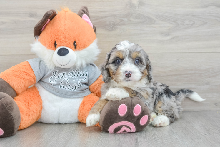 Mini Bernedoodle Puppy for Adoption