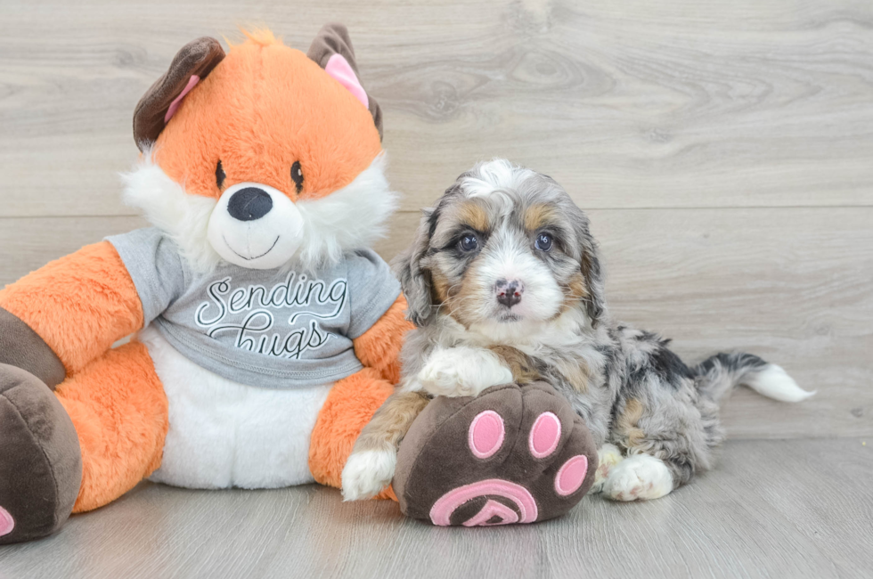6 week old Mini Bernedoodle Puppy For Sale - Seaside Pups