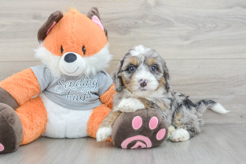 Meet Luciana - our Mini Bernedoodle Puppy Photo 3/3 - Seaside Pups