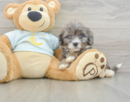 7 week old Mini Bernedoodle Puppy For Sale - Seaside Pups