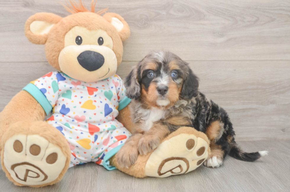 5 week old Mini Bernedoodle Puppy For Sale - Seaside Pups