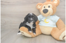 Hypoallergenic Mini Bernadoodle Poodle Mix Puppy