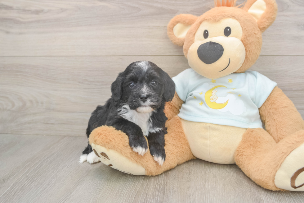 Hypoallergenic Mini Bernadoodle Poodle Mix Puppy