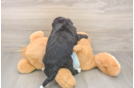 Best Mini Bernedoodle Baby