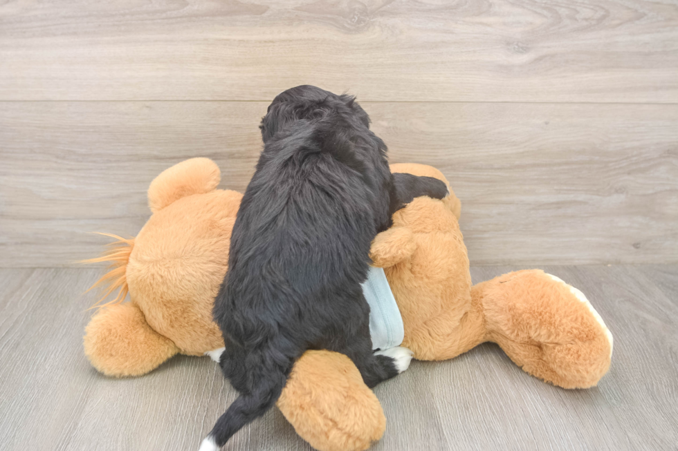 Best Mini Bernedoodle Baby
