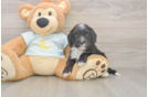 Mini Bernedoodle Puppy for Adoption