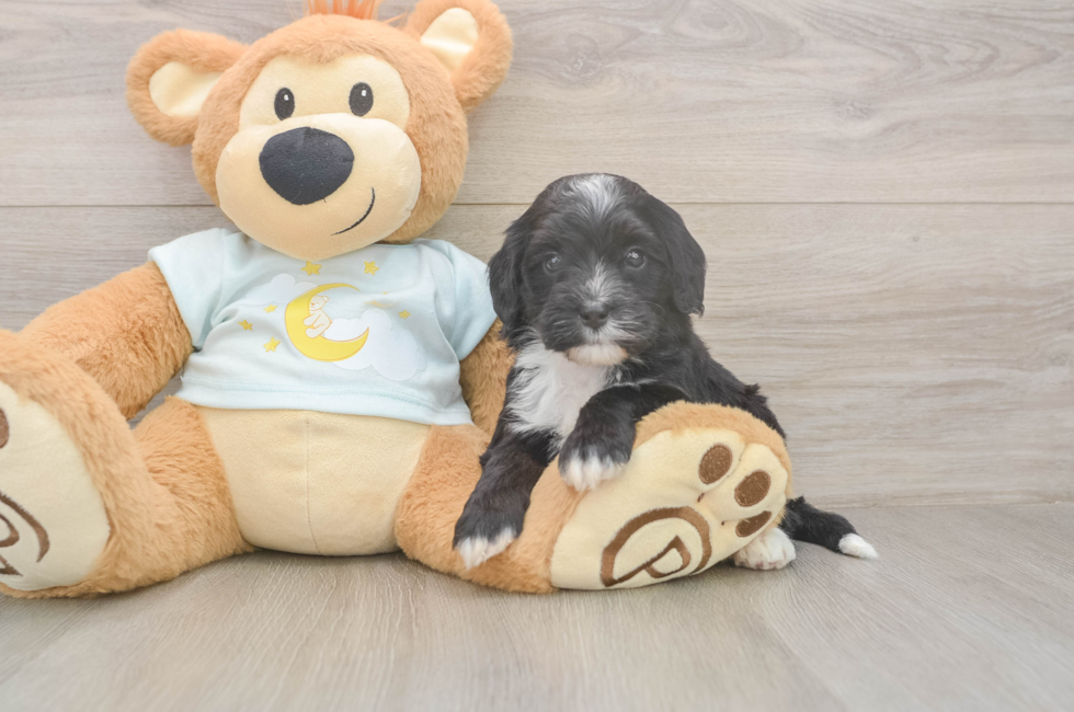 5 week old Mini Bernedoodle Puppy For Sale - Seaside Pups