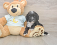 5 week old Mini Bernedoodle Puppy For Sale - Seaside Pups 5 week old Mini Bernedoodle Puppy For Sale - Seaside Pups