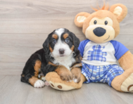 6 week old Mini Bernedoodle Puppy For Sale - Seaside Pups