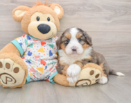 5 week old Mini Bernedoodle Puppy For Sale - Seaside Pups