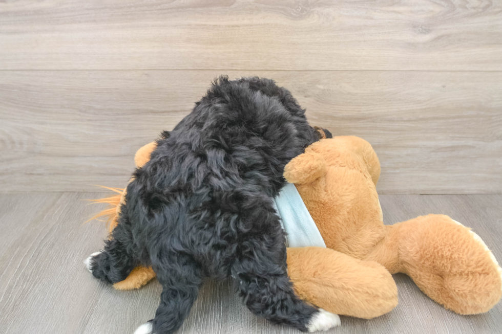 Sweet Mini Bernedoodle Baby