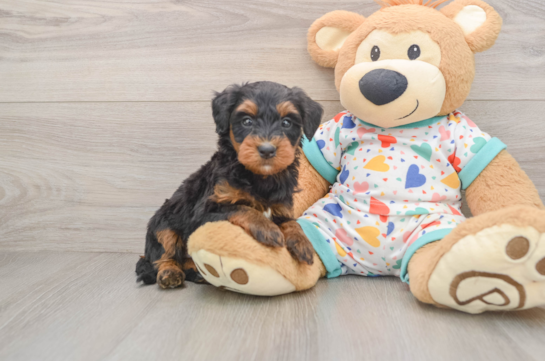 Adorable Mini Bernesedoodle Poodle Mix Puppy
