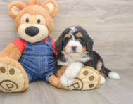 7 week old Mini Bernedoodle Puppy For Sale - Seaside Pups